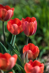 Tulips