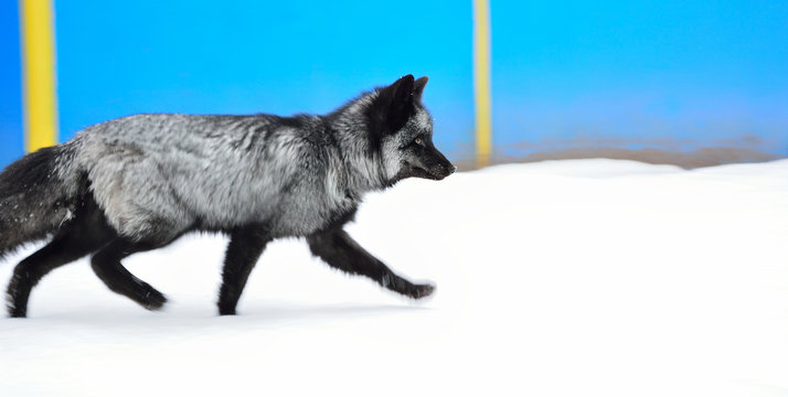Black fox in a beautiful color in winter