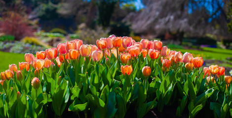Flowerbed of tulip blossom in orange colour grown in garden