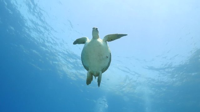 turtle underwater with sun beams and sun rays slow motion blue water ocean scenery  