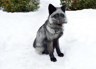 Black fox sits in the snow