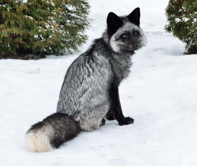 Black fox sits in the snow