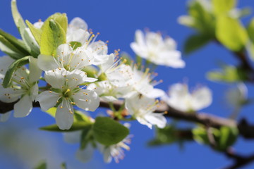 Hintergrund Frühling - wunderschöne Blüten von einem Apfelbaum vor strahlend blauem Himmel - mit Textfreiraum