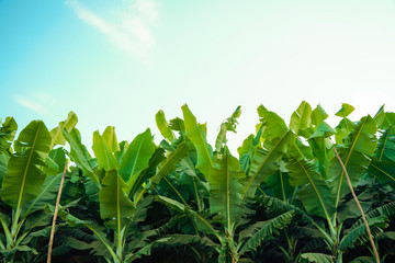 Obraz premium banana tissue culture field india