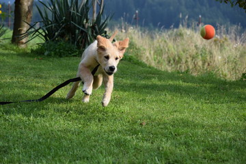 running golden retriever puppy with biscuit hair © Weronika