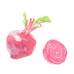 ビーツ　水彩イラスト