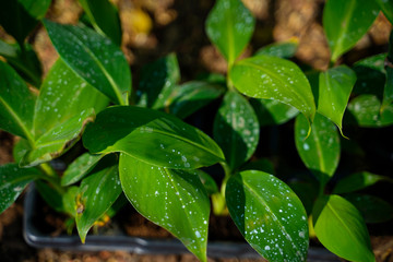 Close up macro of Banana Sprout on soil in banana farm