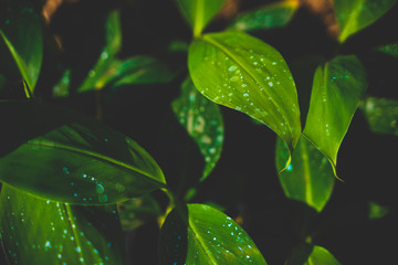 Close up macro of Banana Sprout on soil in banana farm
