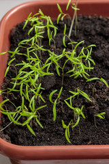 Sprouts of young dill in box on balcony