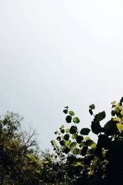 Green Treetops Under Overcast Sky