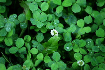 Magic clover brings good luck