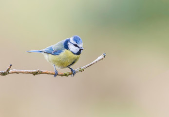 Cute little blue tit in front of a beautiful background