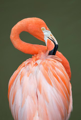 Beautiful pink flamingo preens itself.