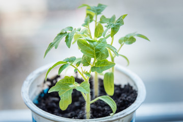 Tomato green sprouts on window