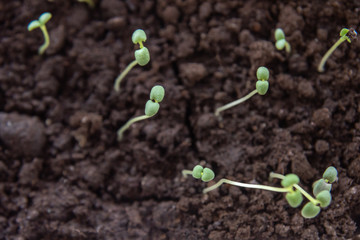 Sprouts of young rosemary