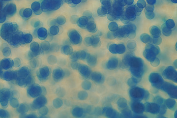 Fototapeta premium Petri dish close up background