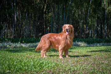 Golden retriever walking in the park