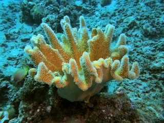 The amazing and mysterious underwater world of Indonesia, North Sulawesi, Manado, soft coral