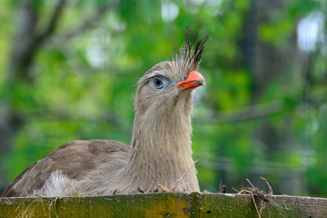 Cariama cristata sitting in the nest