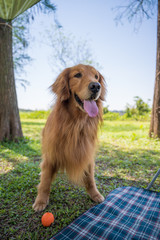 Golden retriever playing in the park grass