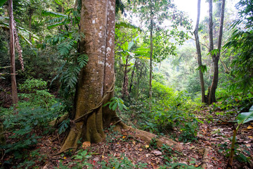 Forest : Tropical jungles of Southeast Asia in Thailand.