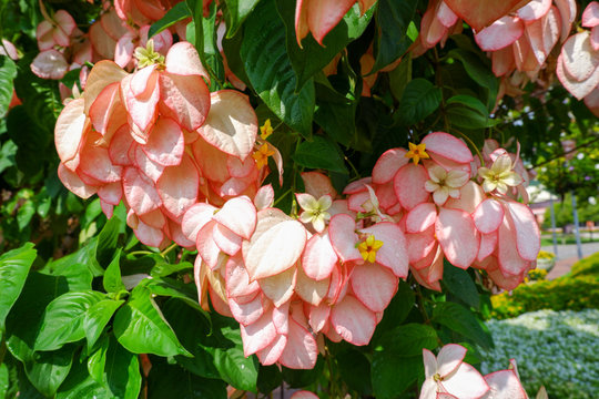 The light pink flower is named Dona Queen Sirikit or Bangkok rose. Mussaenda philippica is a member of Rubiaceae.