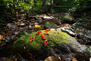 Forest : Tropical jungles of Southeast Asia in Thailand.