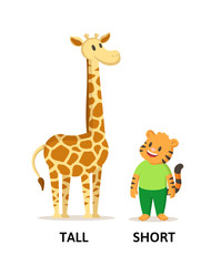 Fototapeta premium Words tall and short textcard with cartoon giraffe and tiger characters. Opposite adjectives explanation card. Flat vector illustration, isolated on white background.