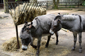 donkeys eating a grass  © Weronika