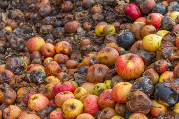 rotting apples