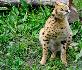 Asian leopard cat(Felis bengalensis).