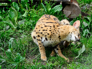 Asian leopard cat(Felis bengalensis).