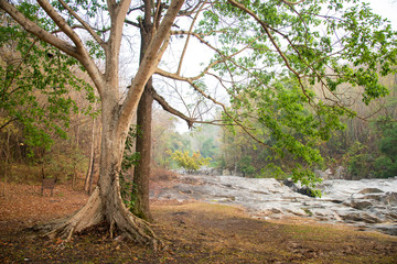 Tropical forest and waterfall dry season at Maewong National Park, Thailand.