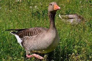 wild goose in green grass in the meadow