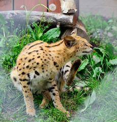 Asian leopard cat(Felis bengalensis).