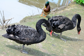 Fototapeta premium Black Swan (Cygnus atratus).A bird of the family Anatidae family Swans