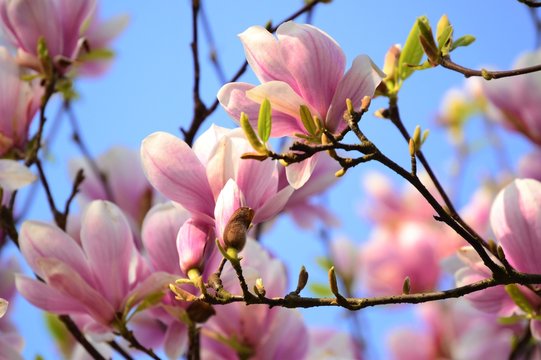 pink magnolia tree flowers and green leaves on twigs