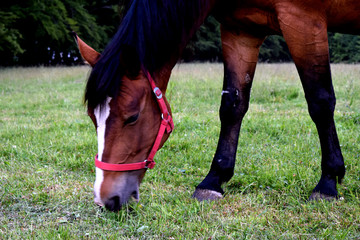 the horse in the meadow eats grass © Weronika