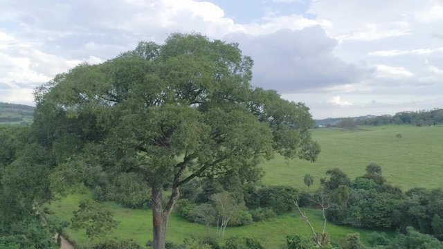 Giant Jatoba courbaril tree in the forest border near a farm in Brazil aerial shot