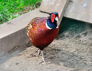 Male Common pheasant / Phasianus colchicus / standing on the meadow, vertical orientation