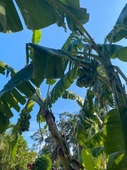 Obraz premium tropical plant banana, with green leaves and yellow fruit against a blue sky on a Sunny day
