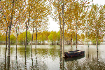 Autumn landscape with birch trees and boat in the water