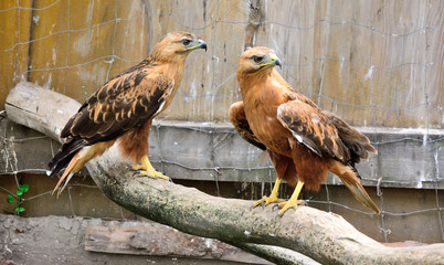 female and male golden eagle