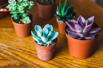 small pots for plants, succulents, cacti, plants in the interior, home and office decoration and landscaping, tropics at home