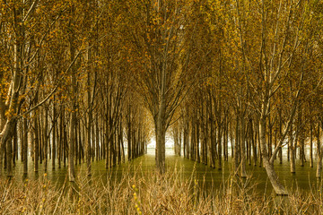 Several rows of trees standing in the marsh
