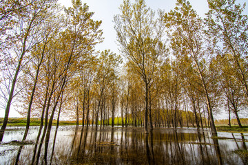 Obraz premium Landscape with birch trees in the water