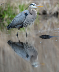 The Great Blue Heron