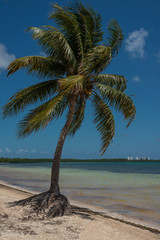 Exotic palm tree in Cancun, Mexico