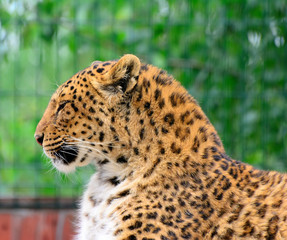 Endangered amur leopard resting in the nature habitat. Wild animals in captivity. Panthera pardus orientalis.