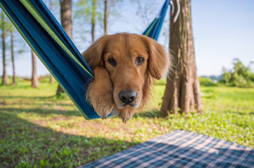 Golden retriever lying on a hammock